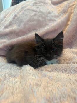 Domestic Long Hair Cats Available for Adoption in Houston, Texas - Summer | PetCurious