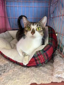 Guarana 1134 -  Domestic Short Hair Cat for Adoption in Dallas, Texas - Guarana 1134 | PetCurious