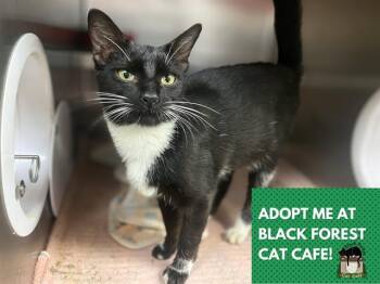 Rescue Domestic Short Hair Cats for Adoption in Fort Wayne, Indiana - GATOR | PetCurious