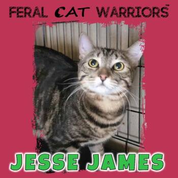 Rescue Domestic Short Hair Cats for Adoption in Kingman, Arizona - Jesse James | PetCurious