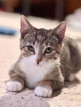 Domestic Short Hair Cats Available for Adoption - Kindle | PetCurious
