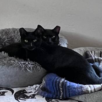 Mabel -  Domestic Short Hair Cat for Adoption in Vallejo, California - Mabel | PetCurious
