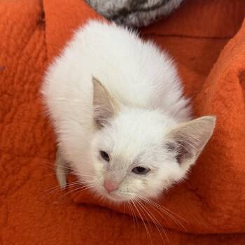 Cinderella (Cindi) -  Siamese Cat for Adoption in Inman, South Carolina - Cinderella (Cindi) | PetCurious