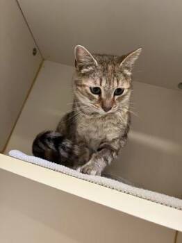 Domestic Short Hair Cats Available for Adoption in Fairfax, Virginia - Foxy | PetCurious