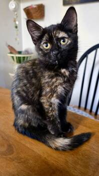 Kokomo -  Domestic Short Hair Cat for Adoption in Columbus, Minnesota - Kokomo | PetCurious
