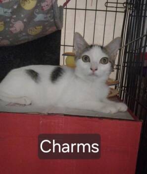 Domestic Short Hair Cats Available for Adoption - Charms | PetCurious