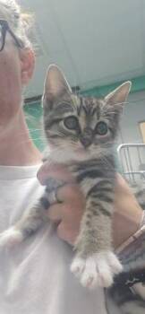 Meow -  Domestic Short Hair Cat for Adoption in Paducah, Kentucky - Meow | PetCurious