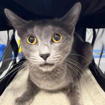 Wolfie -  Domestic Short Hair Cat Available for Adoption in Midland, Texas - Wolfie | PetCurious