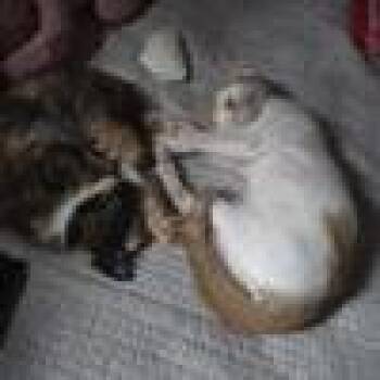 Tampa -  Domestic Short Hair Cat for Adoption in West Palm Beach, Florida - Tampa | PetCurious