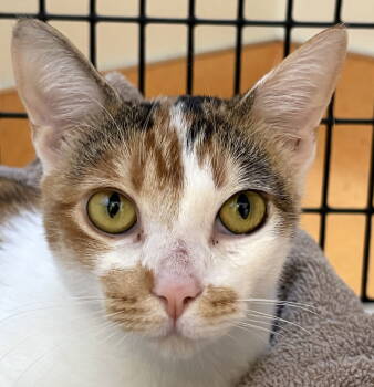 Rescue Domestic Short Hair Cats for Adoption in Burlingame, California - Ariel | PetCurious