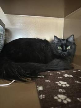 Domestic Long Hair and Domestic Short Hair Cats Available for Adoption in Seneca, South Carolina - Spooky $150 | PetCurious