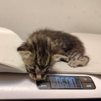 BK1/Ampari- Blue Collar -  Domestic Short Hair Cat for Adoption in Coos Bay, Oregon - BK1/Ampari- Blue Collar | PetCurious