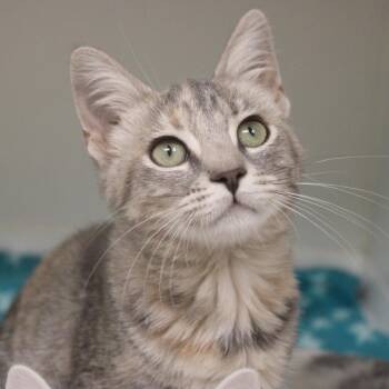 Rowena -  Domestic Short Hair Cat for Adoption in Champaign, Illinois - Rowena | PetCurious