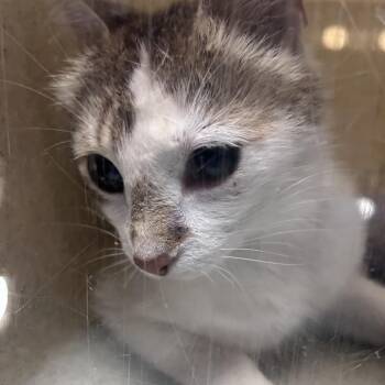 Domestic Short Hair Cats Available for Adoption in Philadelphia, Pennsylvania - Gredda | PetCurious