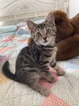 Rescue Tabby Cats for Adoption in Vacaville, California - Atascadero | PetCurious