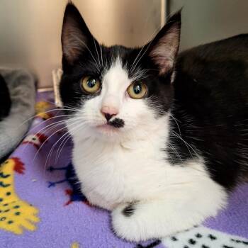 Domestic Short Hair Cats Available for Adoption - Marilyn | PetCurious