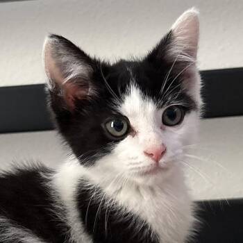 Moody Meatball -  Domestic Short Hair Cat for Adoption in Richmond, Virginia - Moody Meatball | PetCurious