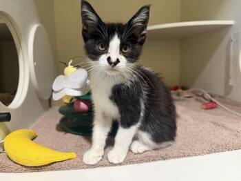 Notch -  Domestic Short Hair Cat for Adoption in Berkeley, California - Notch | PetCurious