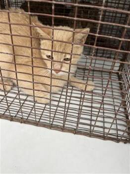 A657460 -  American Curl Cat for Adoption in Houston, Texas - A657460 | PetCurious