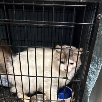 Domestic Long Hair Cats Available for Adoption in Fredericksburg, Virginia - Charlotte Flair | PetCurious