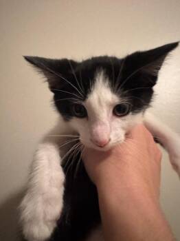 Oz -  Domestic Short Hair Cat for Adoption in Columbia, Tennessee - Oz | PetCurious