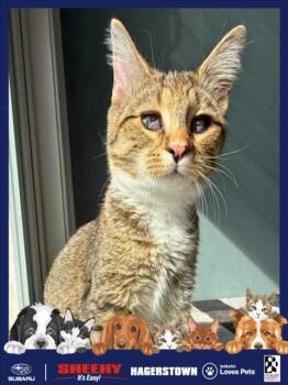 Rescue Domestic Medium Hair Cats for Adoption in Hagerstown, Maryland - GENEVIEVE | PetCurious