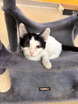 Elise -  Domestic Short Hair Cat for Adoption in Edison, New Jersey - Elise | PetCurious