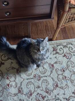 Maine Coon and Domestic Long Hair Cats Available for Adoption in Absecon, New Jersey - Daisy Courtesy Post | PetCurious