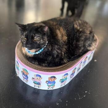Whopper -  Domestic Short Hair Cat for Adoption in Gadsden, Alabama - Whopper | PetCurious