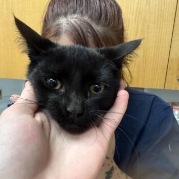 Starshine -  Domestic Short Hair Cat for Adoption in Durango, Colorado - Starshine | PetCurious