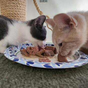 Whelk -  Domestic Short Hair Cat for Adoption in Evanston, Illinois - Whelk | PetCurious