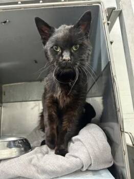 Midnite -  Domestic Medium Hair and Domestic Short Hair Cat for Adoption in Simcoe, Ontario - Midnite | PetCurious