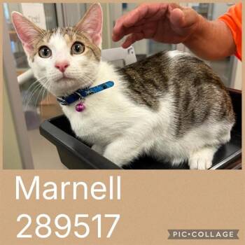 MARNELL -  Domestic Short Hair Cat for Adoption in Macon, Georgia - MARNELL | PetCurious