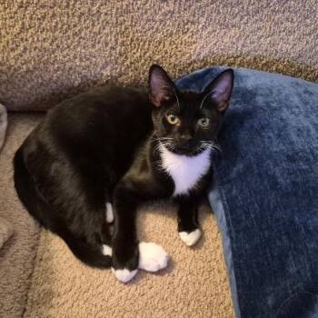 Domestic Short Hair Cats Available for Adoption in Durham, North Carolina - Hickory | PetCurious