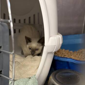 0987-C26 -  Siamese Cat for Adoption in Port Charlotte, Florida - 0987-C26 | PetCurious