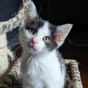 Domestic Short Hair Cats Available for Adoption in Hudsonville, Michigan - Spinach | PetCurious