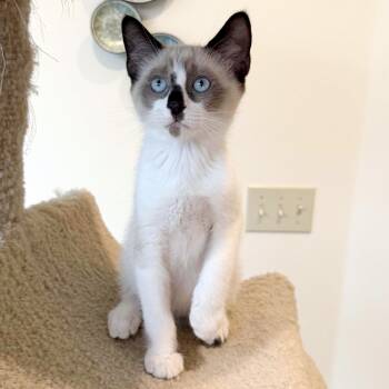 Latte -  Siamese and Snowshoe Cat for Adoption in Lake Monroe, Florida - Latte | PetCurious