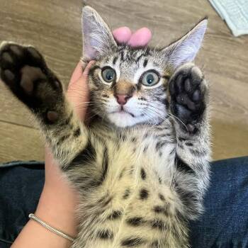 Moe (FKA Phlox) -  Domestic Short Hair Cat for Adoption in Madison, Wisconsin - Moe (FKA Phlox) | PetCurious