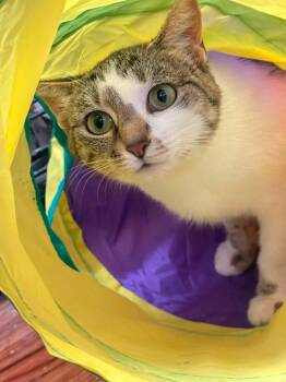 Leona -  Domestic Short Hair Cat for Adoption in Indianapolis, Indiana - Leona | PetCurious