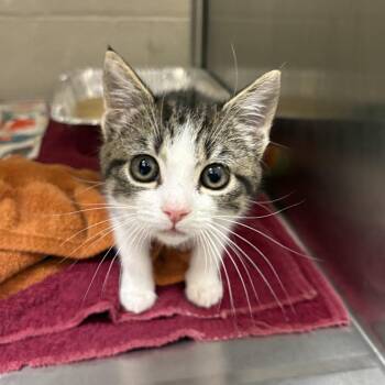 Milk -  Domestic Short Hair Cat for Adoption in Asheville, North Carolina - Milk | PetCurious