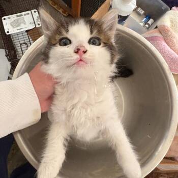 Goose -  Domestic Medium Hair Cat for Adoption in Los Angeles, California - Goose | PetCurious