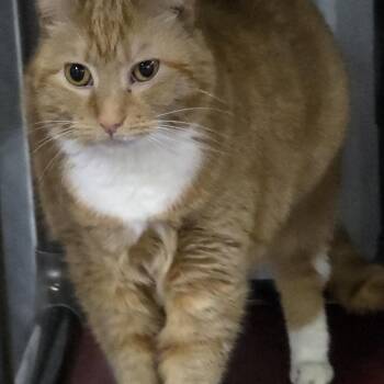 Domestic Medium Hair Cats Available for Adoption - Ginger | PetCurious