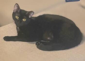Hannah -  Domestic Short Hair Cat Available for Adoption in Melrose, Massachusetts - Hannah | PetCurious