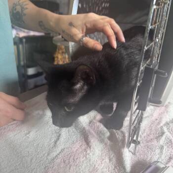 Tara -  Domestic Short Hair Cat for Adoption in Columbus, North Carolina - Tara | PetCurious