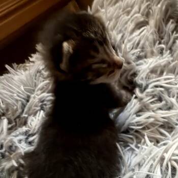 Domestic Short Hair Cats Available for Adoption in Long Beach, California - Gobi | PetCurious