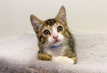 PEBBLES -  Domestic Short Hair Cat for Adoption in Fort Lauderdale, Florida - PEBBLES | PetCurious