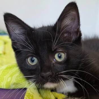 Tuxie Samie -  Domestic Short Hair Cat for Adoption in Chicago, Illinois - Tuxie Samie | PetCurious