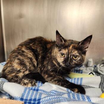 Domestic Short Hair Cats Available for Adoption in Fort Wayne, Indiana - TASHA | PetCurious