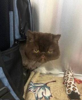 Persian Cats Available for Adoption in Sterling, Massachusetts - MIELO 4 Years Old | PetCurious
