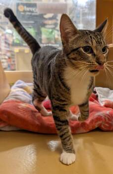Domestic Short Hair Cats Available for Adoption in Apopka, Florida - Toby 8.11.25 | PetCurious